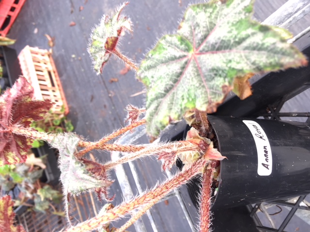 B. ‘Annan Royal’